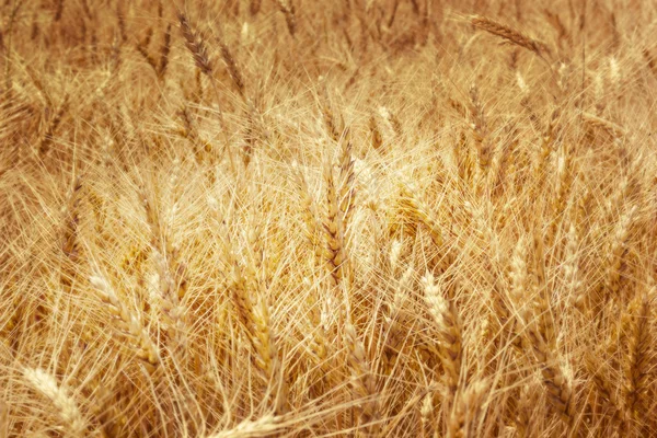 Gele tarwe achtergrond van een veld — Stockfoto