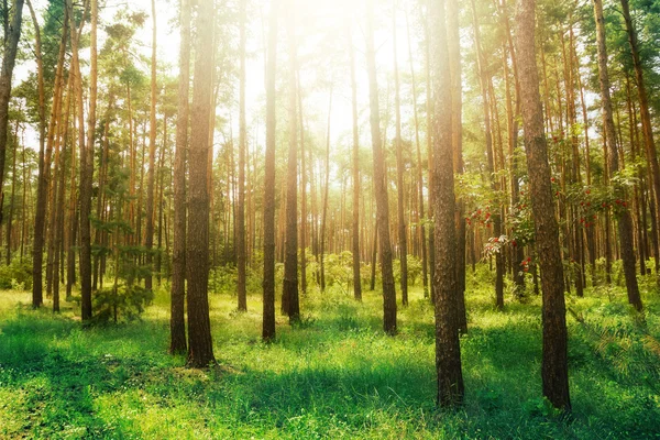 Bosque de pinos. Belleza naturaleza fondo — Foto de Stock