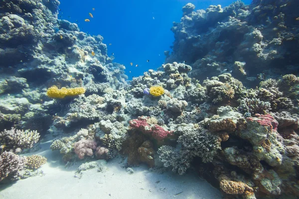 Bajo el agua arrecife de coral y peces tropicales fondo —  Fotos de Stock