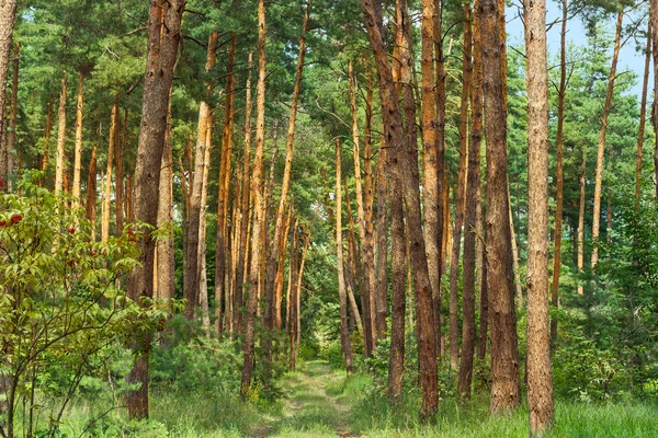 Pine forest. Beauty nature background — Stock Photo, Image