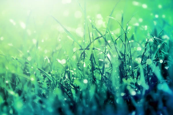 Grass bokeh. Beauty nature background — Stock Photo, Image