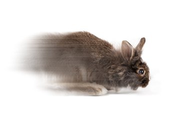 Beyaz bir arka plan üzerinde izole gri çalışan bunny