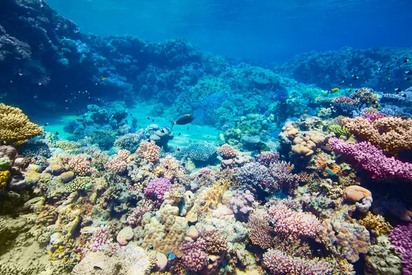 Under water coral reef and tropical fish background — Stock Photo, Image