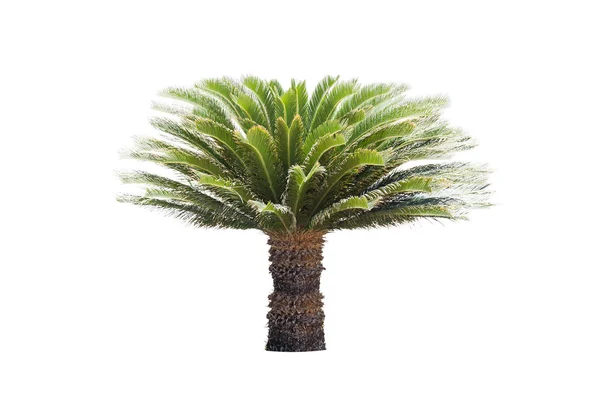 Palmera aislada sobre fondo blanco — Foto de Stock