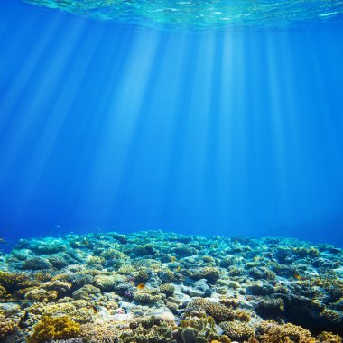 Su mercan ve tropikal balık arka plan altında