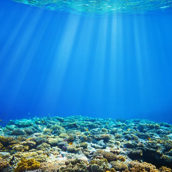 水サンゴ礁と熱帯魚の背景の下で — ストック写真