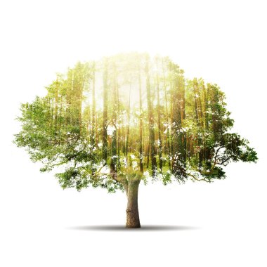 Gökyüzü arka plan üzerinde ormanla tek ağacının çift pozlama