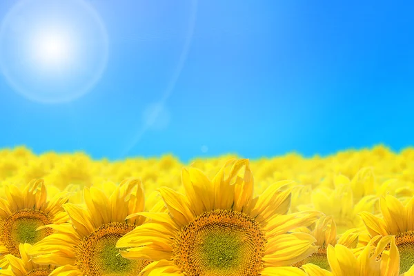 Abstracte achtergrond met zonnebloemen geïsoleerd op blauw — Stockfoto