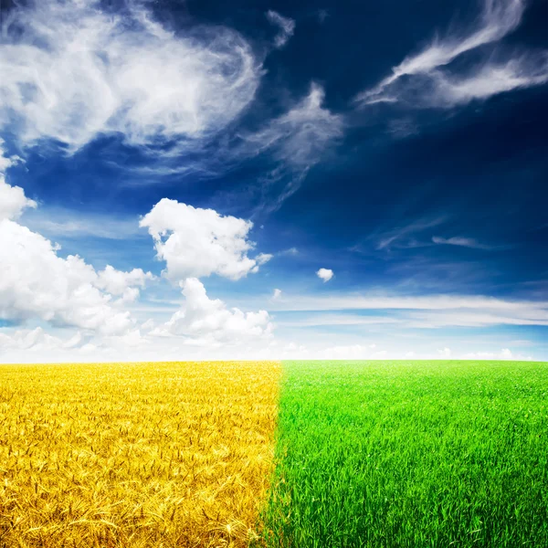 Yellow and green wheat field and nice blue sky and sunlight — Stock Photo, Image