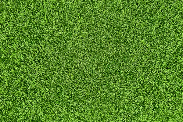 Green grass natural background — Stock Photo, Image