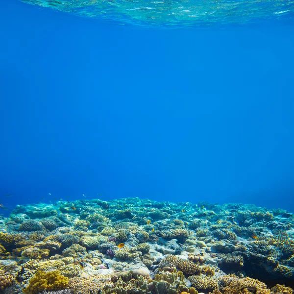 Bajo el agua arrecife de coral y peces tropicales fondo —  Fotos de Stock