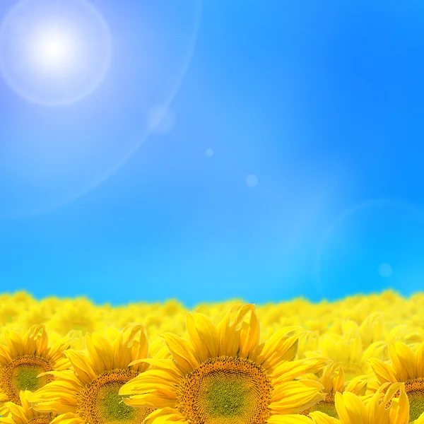 Abstract background with sunflowers isolated on blue — Stock Photo, Image