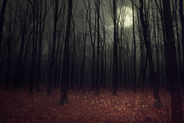 Moon light in darkness autumn forest. Beauty nature background