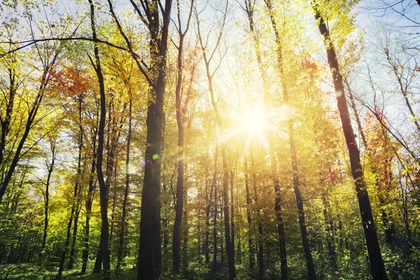 Sunlight in the autumn forest — Stock Photo, Image