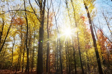 Sonbahar ormanında güneş ışığı