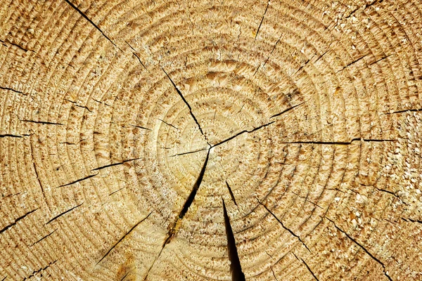 Brązowy przekrój poprzeczny podział drzewa tułowia tło — Zdjęcie stockowe