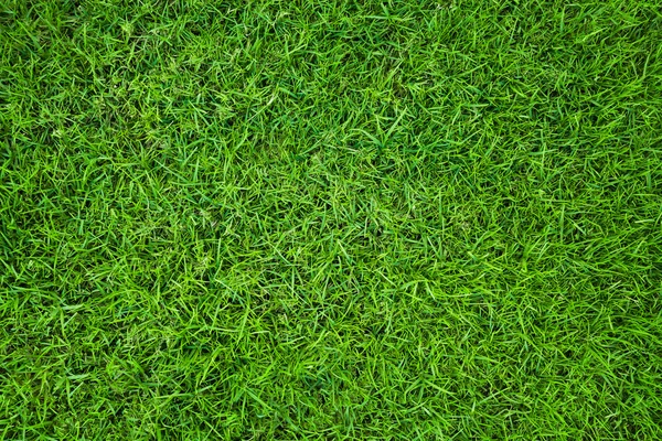 Groene gras natuurlijke achtergrond. Bovenaanzicht — Stockfoto