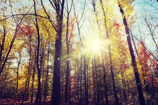 Zonlicht in het herfstbos. — Stockfoto