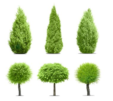 Yeşil farklı ağaç