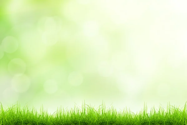 Green grass background — Stock Photo, Image