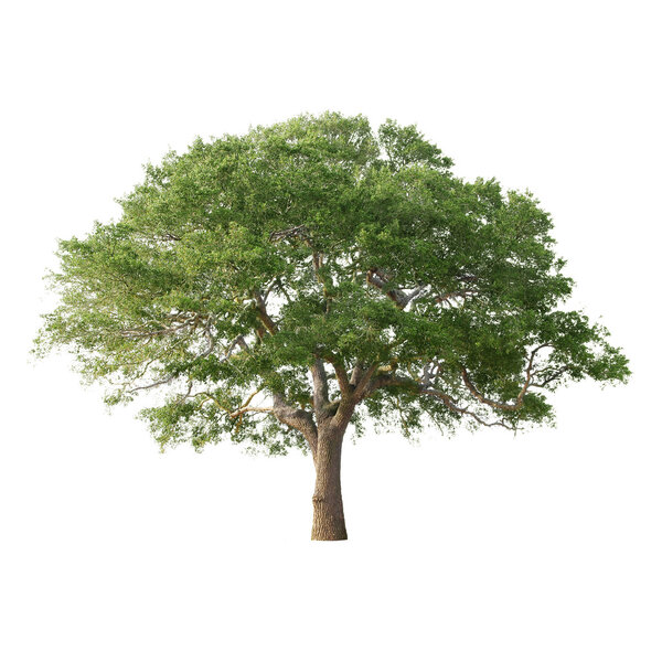 Green tree isolated