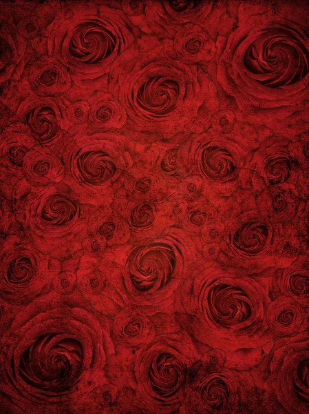 붉은 장미 배경 — 스톡 사진