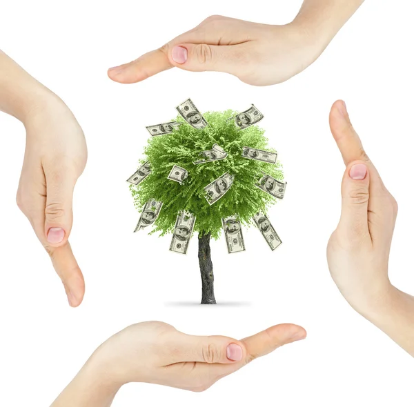 Hands made circle with money tree — Stock Photo, Image