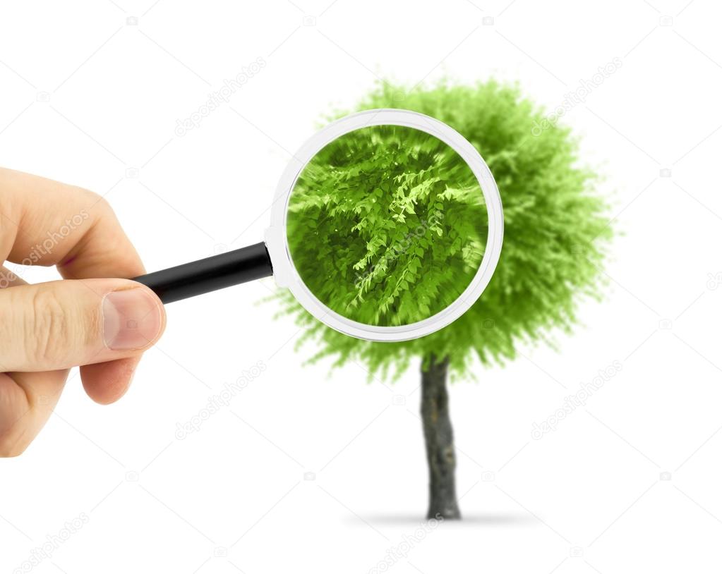 A magnifying glass with tree