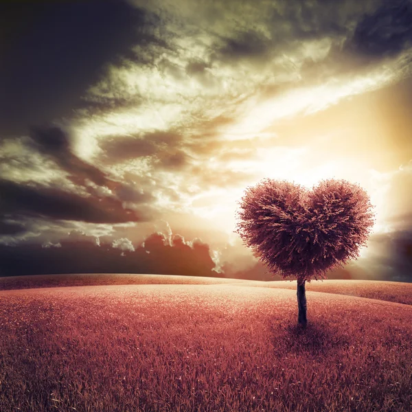 Campo con albero a forma di cuore — Foto Stock