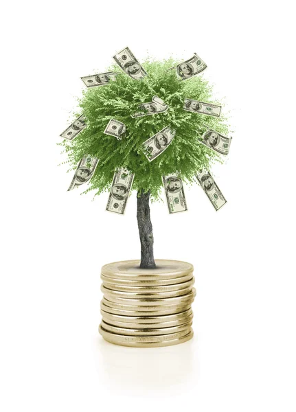 Tree — Stock Photo, Image