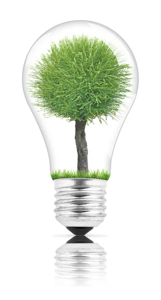 Lightbulb with tree growing inside — Stock Photo, Image