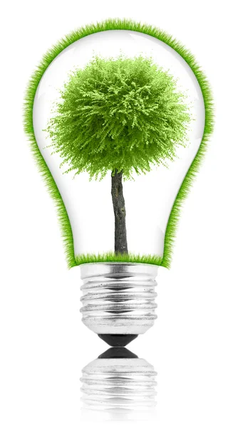 Glödlampa med en växt som växer inuti — Stockfoto