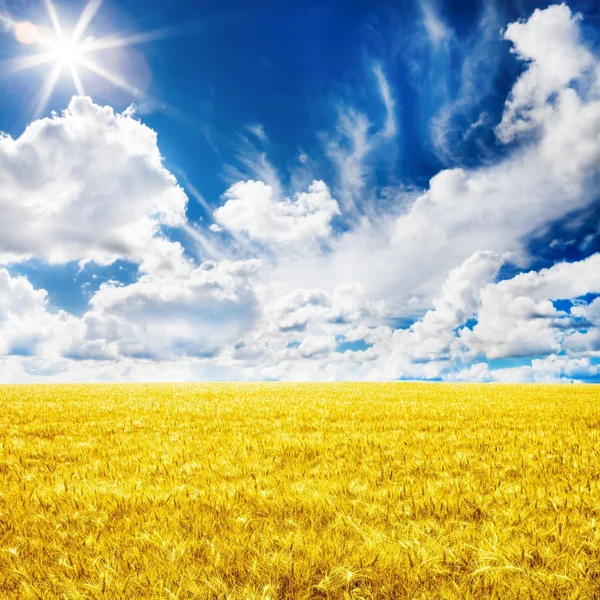 Champ de blé jaune et ciel bleu — Photo