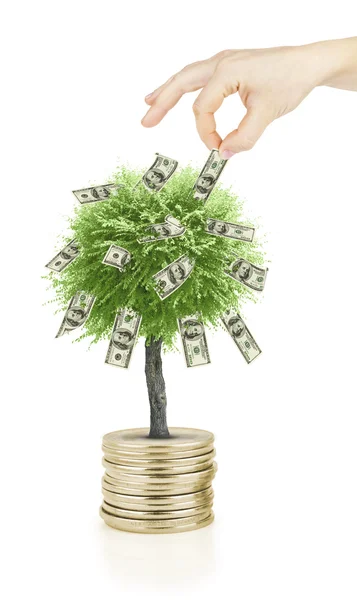 Hand take bill from money tree — Stock Photo, Image