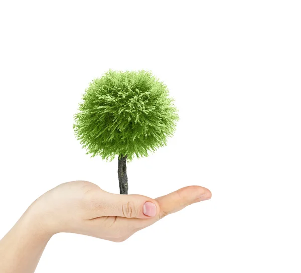 Mano sosteniendo pequeño árbol —  Fotos de Stock