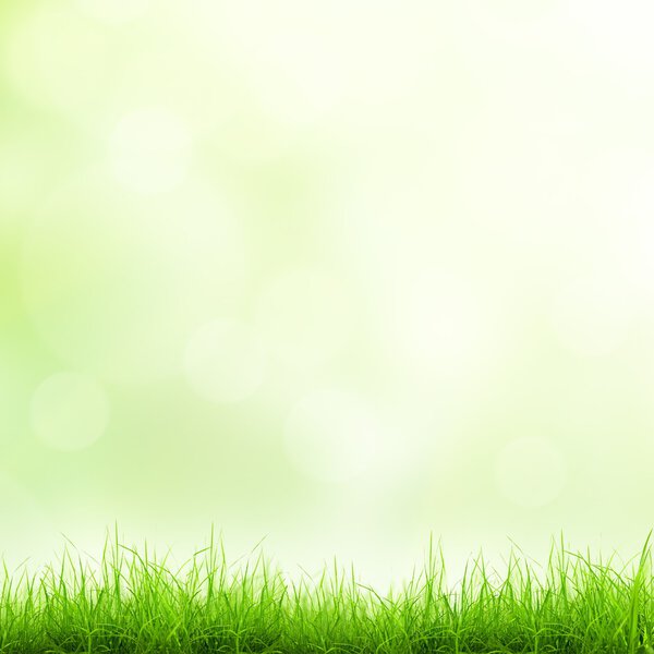 Green grass natural background