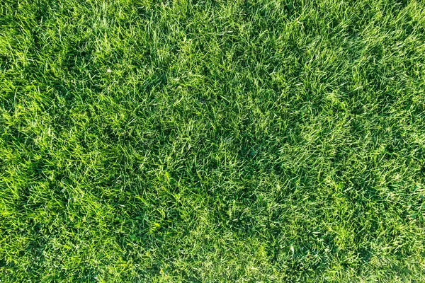 Groene gras natuurlijke achtergrond — Stockfoto