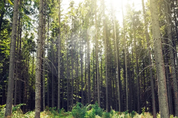 Pine forest in sunny day — Stock Photo, Image