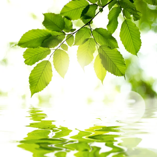 Löv i skogen med reflektion i vatten — Stockfoto
