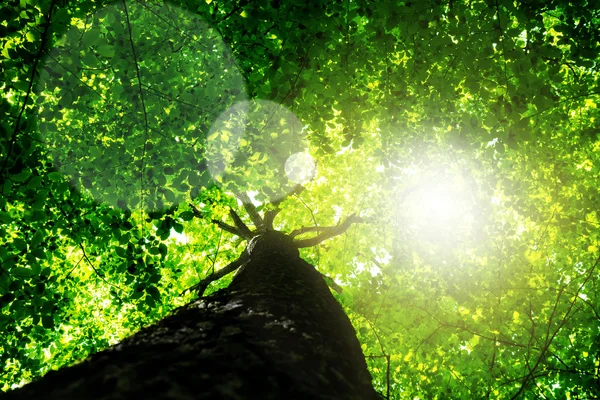 Tree with green Leaves and sun light — Stock Photo, Image