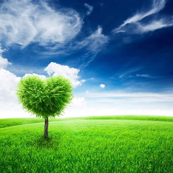 Zelené pole s strom tvar srdce — Stock fotografie