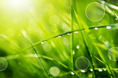 Su damlaları yeşil çimlerin üzerine