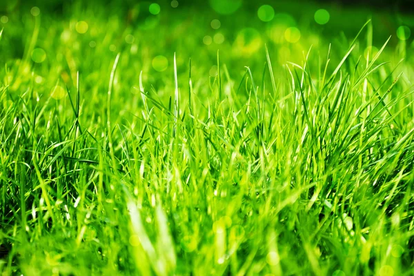 Grass — Stock Photo, Image