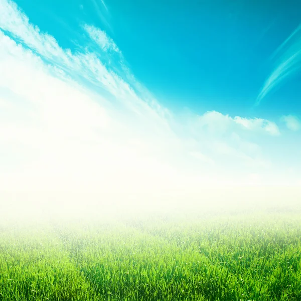 Grünes Feld unter blauem Himmel — Stockfoto