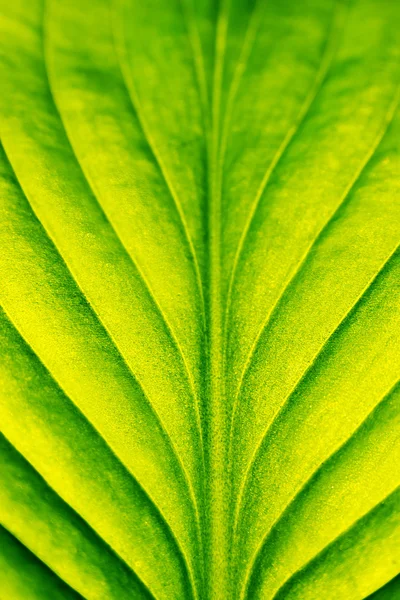 Folha verde close-up — Fotografia de Stock