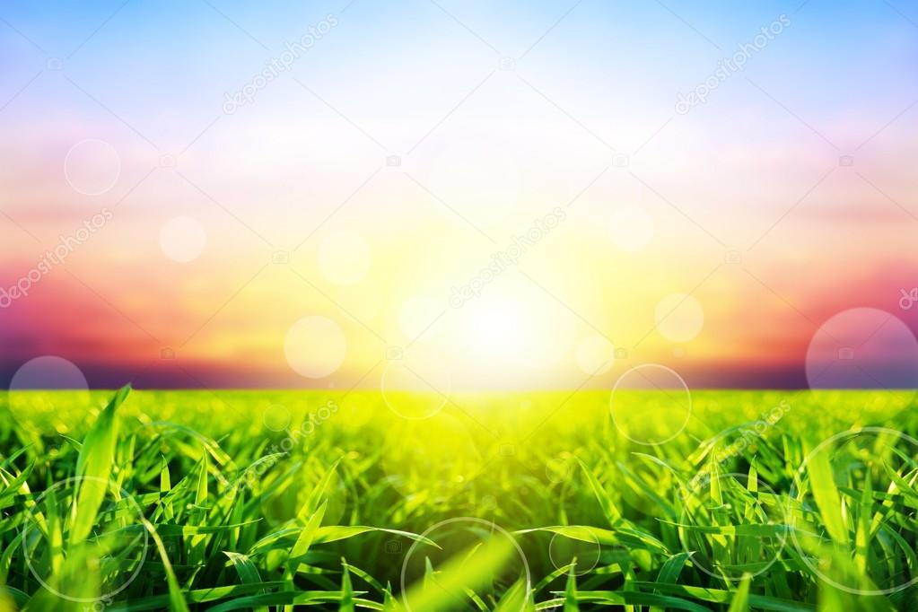 Green grass under sunset sky