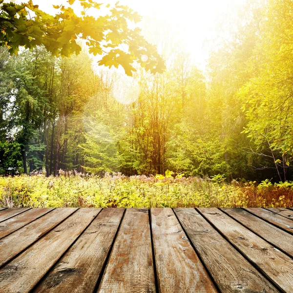 Vackra solljus i höst skog — Stockfoto