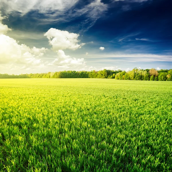 Green Field Background — Stock Photo, Image