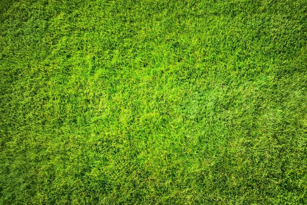 Green grass background — Stock Photo, Image