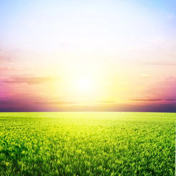 緑の野と夕日 — ストック写真